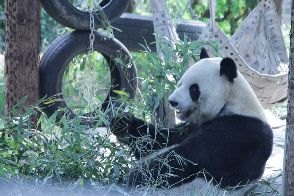 Китай. Пекин. Панда в зоопарке
