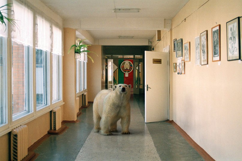 белый медведь в школе