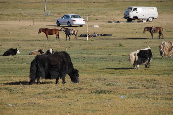 Transiberiana. Mongolia. Ulan-Bator. Gli yak alla steppa.