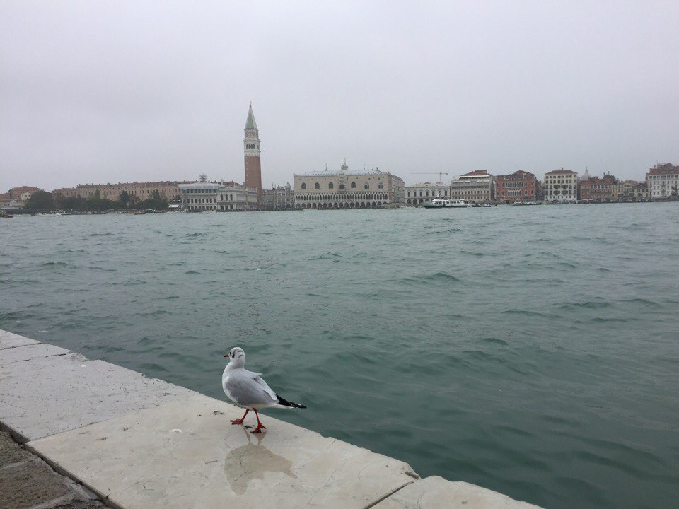 Венеция чайка 