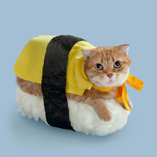суши кот